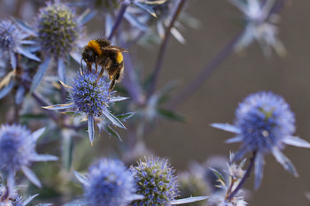 Bees on Echinops 2024 The image is a macro photograph taken in the afternoon during the summer season, showing bees collecting nectar from Echinops plants. The main subject of this image is the interaction between insects and plants, with a focus on bees perched on the spherical, spiky blue flower heads of Echinops. The plants dominate the composition, with their distinctive texture and color, while the bees are clearly visible as they forage. There are no architectural or natural landmarks evident, with the scene centered on the botanical and insect activity. The clear focus and close-up detail highlight the relationship between insects and the flowering plants in a summer garden setting.